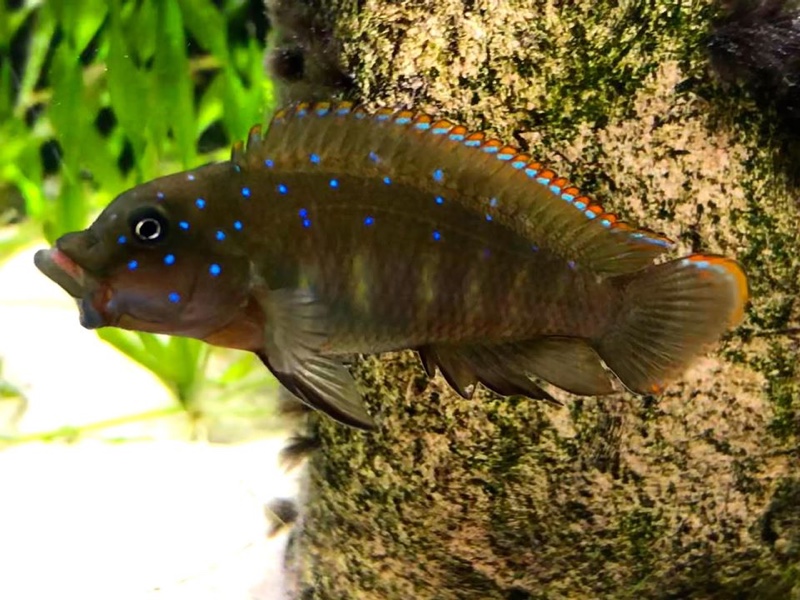 Eretmodus cyanostictus 'Moba'